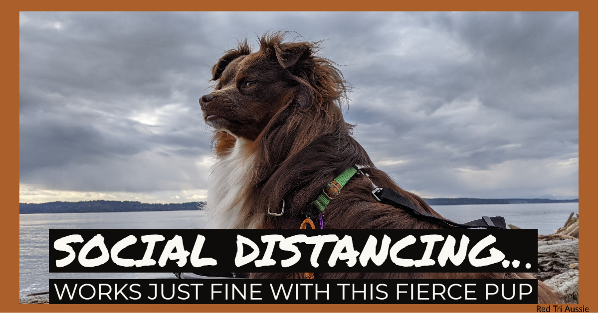 Social Distancing with a Fierce Pup